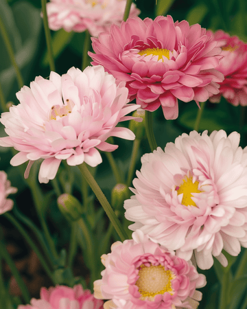 Double Mixed seeds (Helipterum roseum) – annual flower