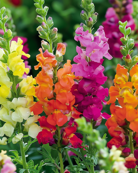 Snapdragon Seeds Antirrhinum Majus Annual Mixed Semi Tall