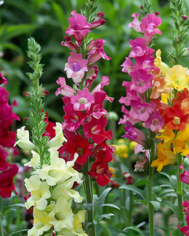 Snapdragon Seeds Antirrhinum Majus Tetraploid Mixed Annual