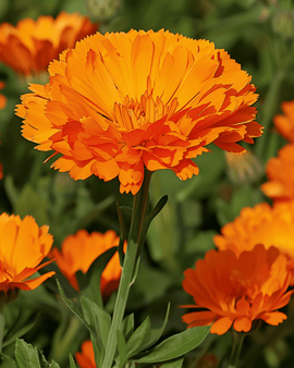 Pot Marigold Seeds Ball's Orange Calendula Officinalis Annual