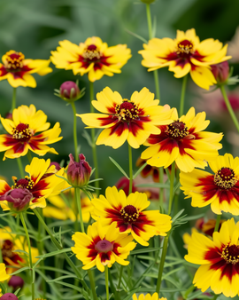 Golden Tickseed Seeds Coreopsis Tinctoria Annual Mix