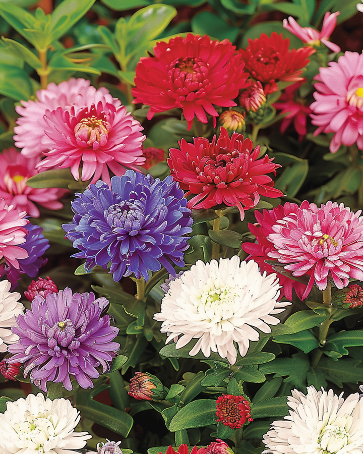 Aster Dwarf Waldersee seeds (Callistephus chinensis) – annual