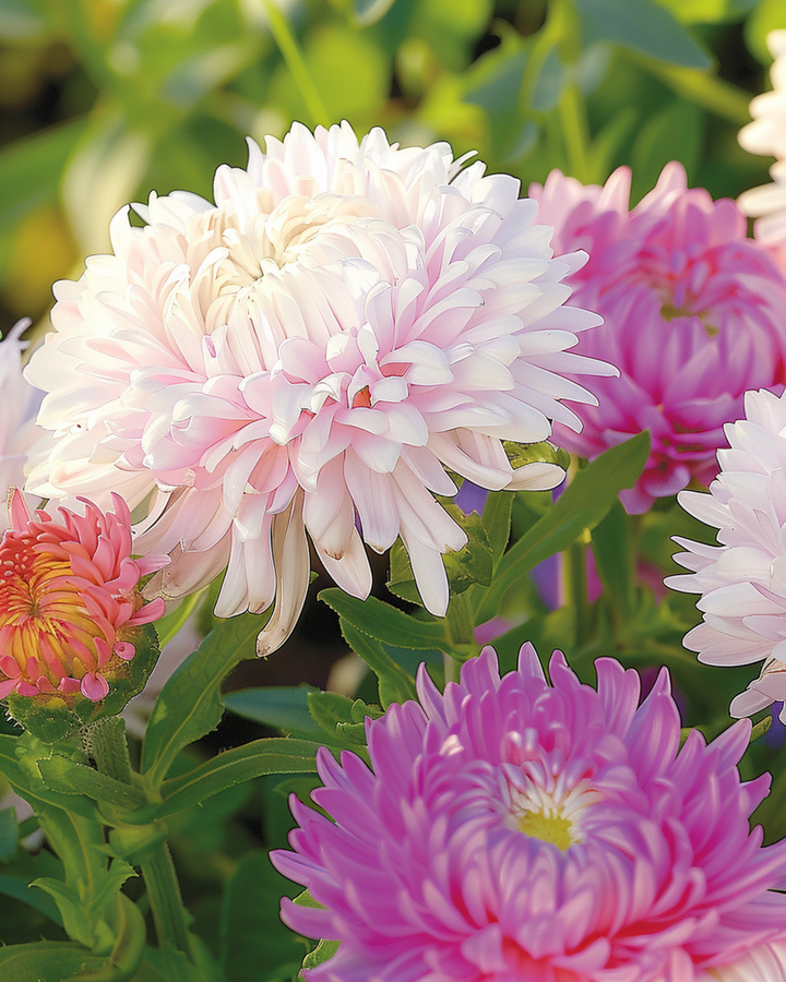 Aster Ostrich Feather Mixed seeds (Callistephus chinensis) – annual mix