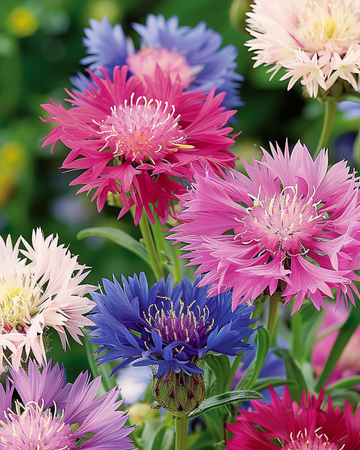 Sweet Sultan Mixed Colors seeds (Centaurea moschata) – annual mix