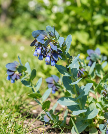 Honeywort Pride Of Gibraltar (Cerinthe major) – annual flower seeds from SeedsChoice