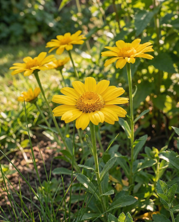 Corn Marigold Eldorado (Chrysanthemum segetum) – annual flower seeds from SeedsChoice