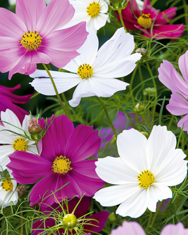 Cosmos Seeds Cosmos Bipinnatus Annual Sensation Mix