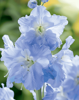 Larkspur Seeds Summer Blues Delphinium Grandiflorum Annual
