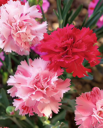 Chabaud Carnation seeds (Dianthus caryophyllus) – annual mix