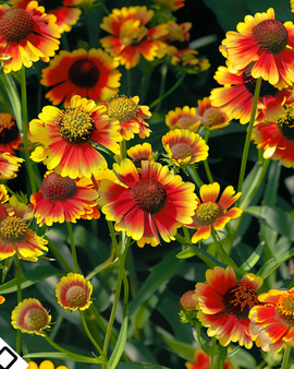 Helenium Seeds Rotgold Hybrid Helenium Autumnale Perennial