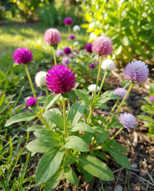 Globe Amaranth Mixed (Gomphrena globosa) – annual flower seeds from SeedsChoice