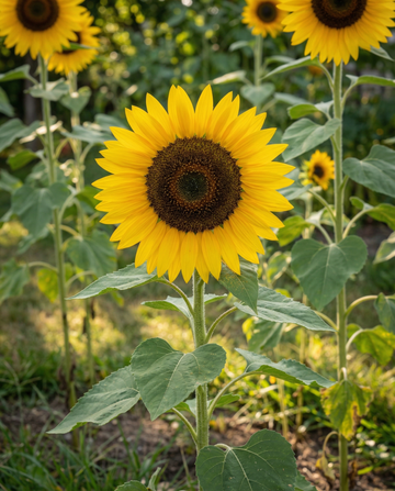 Sunflower Single Giant 250 Cm (Helianthus annuus) – annual flower seeds from SeedsChoice