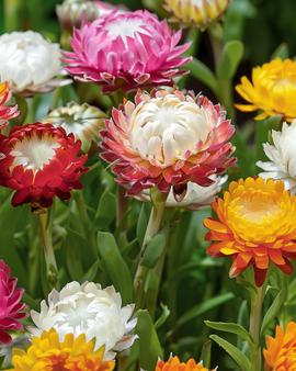 Strawflower Tom Thumb Dwarf Seeds Helichrysum Bracteatum Annual