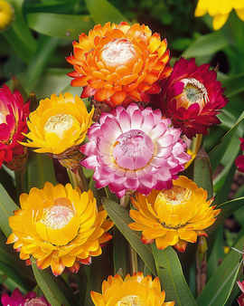 Strawflower Seeds Monstrosum Helichrysum Bracteatum Annual
