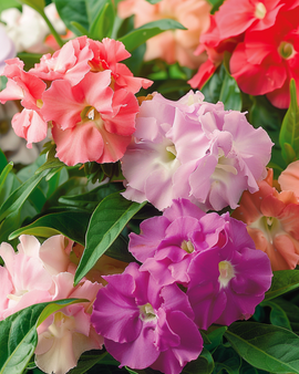 Balsam Seeds Impatiens Balsamina Annual Double Flower Mix