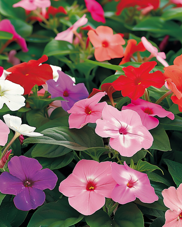 Busy Lizzie Baby Mixed Shade Garden seeds (Impatiens walleriana) – annual flower