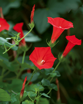 Ipomoea Quamoclit Seeds Annual Cardinal Climber Red Flowers Climber