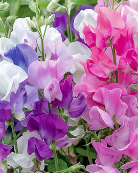 Sweet Pea Seeds Bijou Mixed Lathyrus Odoratus Annual