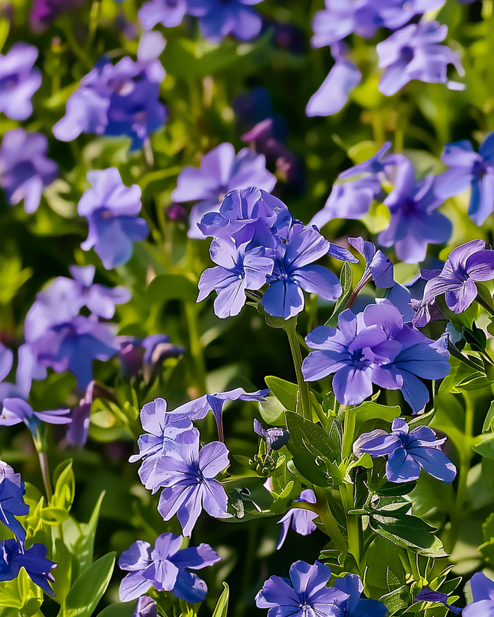 Crystal Palace seeds (Lobelia erinus) – annual