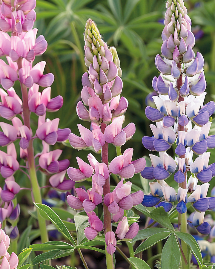 Lupin Mixed seeds (Lupinus hartwegii) – annual flower