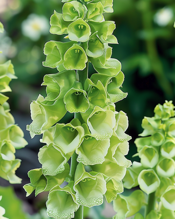 Bells Of Ireland Cut seeds (Moluccella laevis) – annual flower