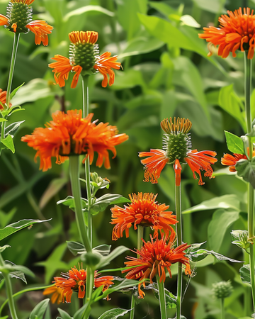 Lion's Ear Orange Blooms seeds (Leonotis nepetifolia) – annual flower