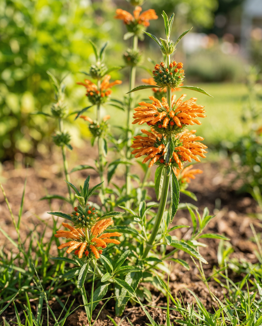 Lion's Ear Orange Blooms (Leonotis nepetifolia) – annual flower seeds from SeedsChoice