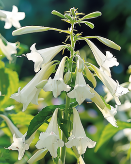 Nicotiana Sylvestris Seeds Annual White Flowers 150 Cm Height