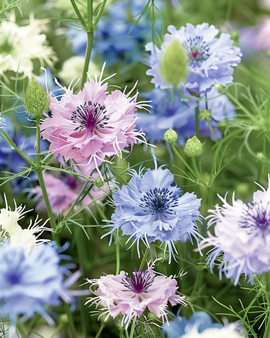 Love In The Mist Seeds Nigella Damascena Annual Persian Jewels Mix