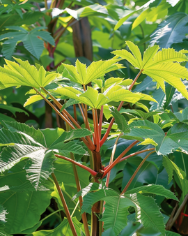 Annual Flower Seeds Wonderboom Ricinus Annual 250 Cm