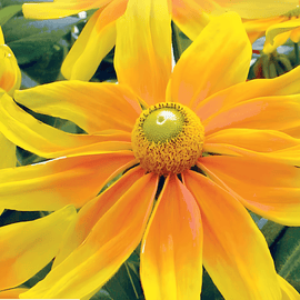 Cone Flower Prairie Sun Seeds Rudbeckia Hirta Annual