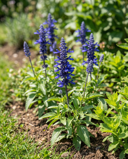 Victoria (Salvia farinacea) – annual seeds from SeedsChoice