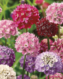 Scabiosa Seeds Scabiosa Atropurpurea Annual Mix