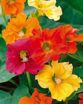 Nasturtium Seeds Glorious Gleam Tropaeolum Majus Annual