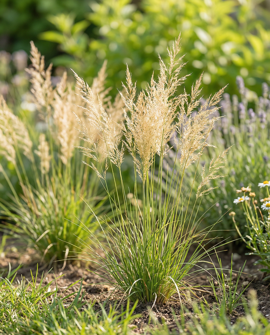 Ornamental Grass Mix 40 To 80 Cm – annual grass seeds from SeedsChoice