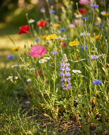 Field Mix For Summer Bloom – annual flower seeds from SeedsChoice