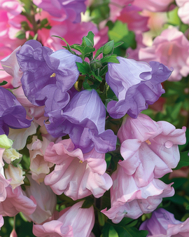 Canterbury Bells Mixed Seeds Campanula Medium Biennial