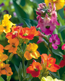 Wallflower Seeds Fair Lady Erysimum Cheiri Biennial