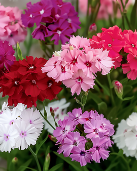 Sweet William Seeds Dianthus Barbatus Biennial Mixed Colors