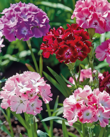 Sweet William Double Mix seeds (Dianthus barbatus) – biennial flower