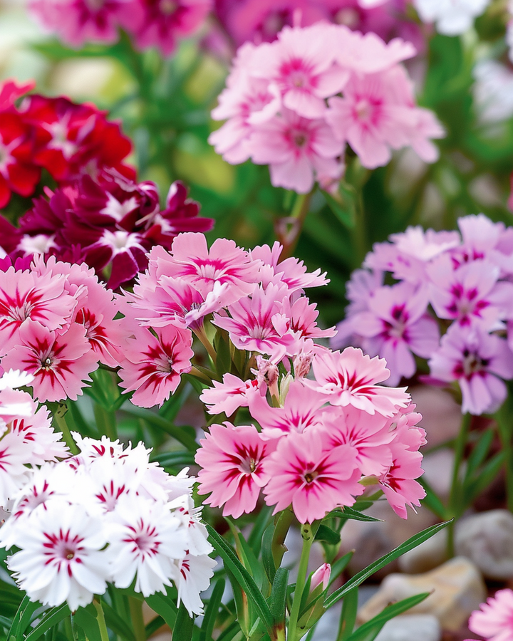 Sweet William Dwarf Mixed seeds (Dianthus barbatus) – biennial flower