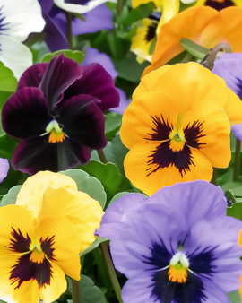 Pansy Seeds Swiss Giants Mixed Viola Wittrockiana Biennial