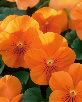 Pansy Seeds Viola Wittrockiana Biennial Pure Orange