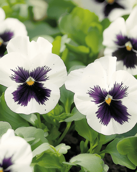 Pansy Seeds Silverbride Viola Wittrockiana Biennial Flower
