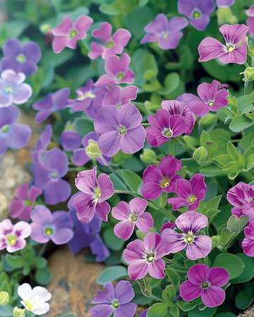 Rock Cress Purple Mix seeds (Aubrieta hybrida) – perennial vegetable