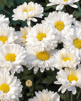 Shasta Daisy Silver Princess White Seeds Chrysanthemum Maximum Perennial