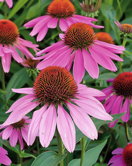 Purple Coneflower Seeds Echinacea Purpurea Perennial