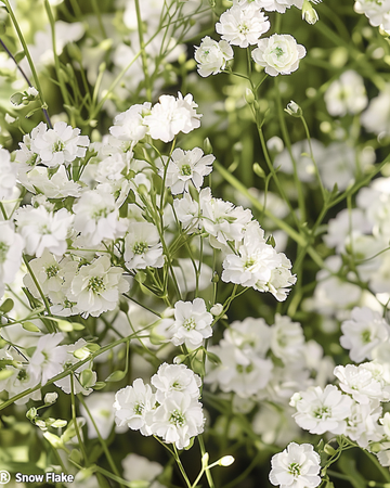 Snow Flake seeds (Gypsophila paniculata) – perennial