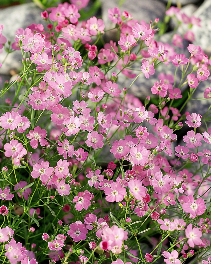 Creeping seeds (Gypsophila repens) – perennial