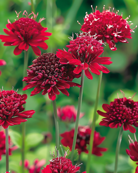 Macedonian Scabious Seeds Red Knight Knautia Macedonica Perennial